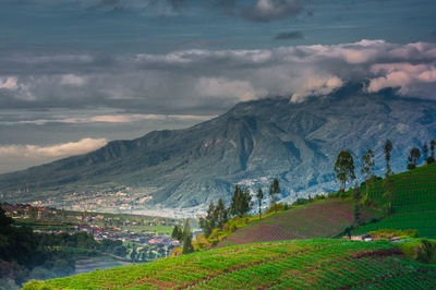 Scenic view of agricultural field against sky