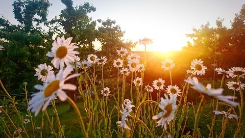 Close-up of flowering plants on field against bright sun