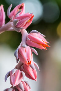 Close-up of pink flowers growing outdoors