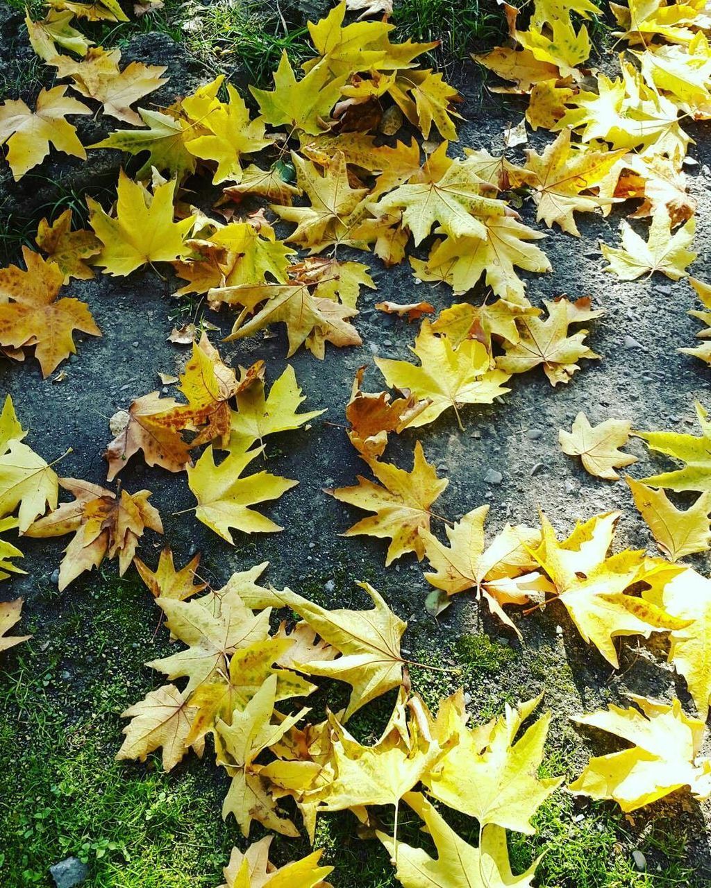 leaf, autumn, nature, yellow, change, no people, maple leaf, beauty in nature, close-up, backgrounds, leaves, growth, outdoors, maple, day, tree, fragility, flower head