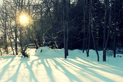 Snow covered trees on snow covered landscape