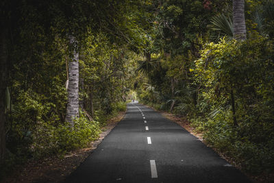 Road amidst trees in forest