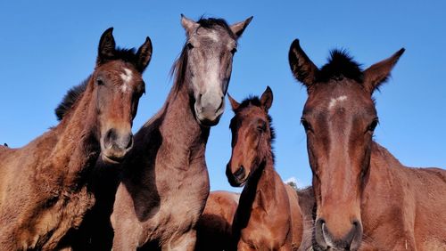 A group of curious young horses smiling for the picture 