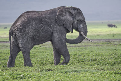 Side view of elephant on field