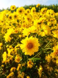 Close-up of yellow flowering plant on field