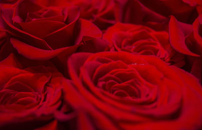 Full frame shot of red roses