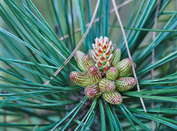 High angle view of pine cones on tree