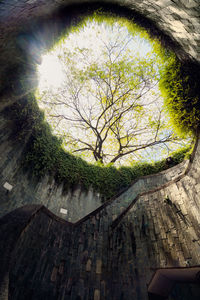 Low angle view of tree against building