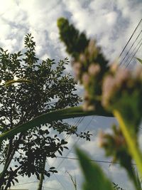 Low angle view of tree against sky