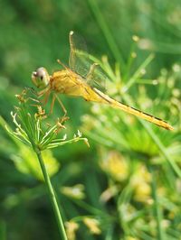 Close-up of insect perching on plant