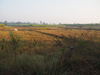 Scenic view of field against clear sky