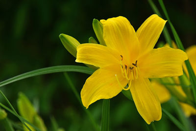 Close-up of yellow flower