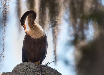 Close-up of bird perching on a tree