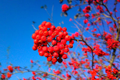 Low angle view of red flowers