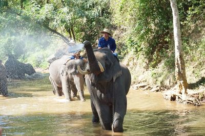 View of elephant in water