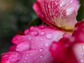Close-up of wet pink rose flower