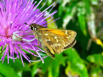 Close-up of butterfly on flower