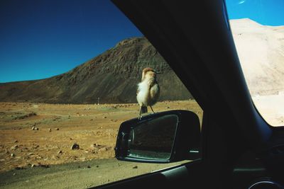 Bird in a car