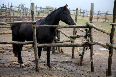 Horse standing on field