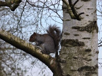 Low angle view of squirrel on tree