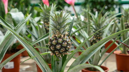 Pineapple in a flower pot growing exotic plants close up