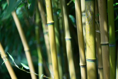 Full frame shot of bamboo plants