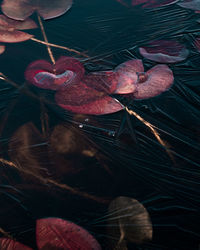 High angle view of red leaves floating on water