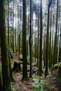 View of trees in forest