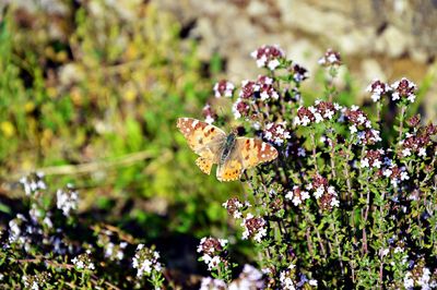 Close-up of butterfly flying over flowers blooming in park