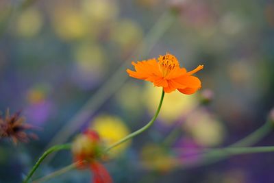 Close-up of orange cosmos flower