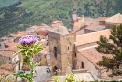 High angle view of flowering plant against building