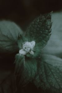 Close-up of white flowering plant