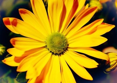 Close-up of yellow flower