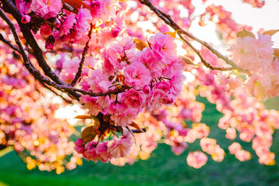 Close-up of pink cherry blossoms