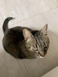 High angle view of tabby resting on floor