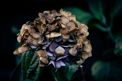 Close-up of wilted flower