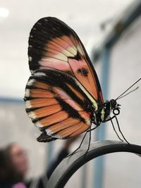 Close-up of butterfly on flower
