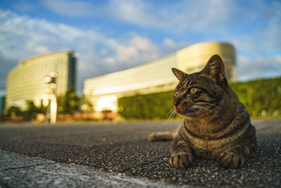 Cat looking away on road in city