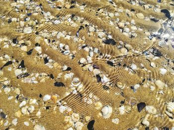 High angle view of shells on beach