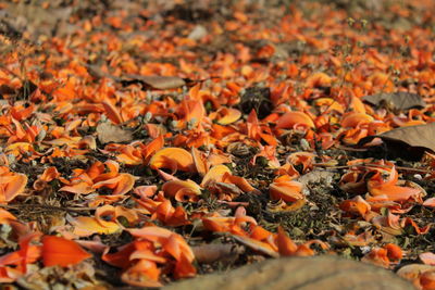 High angle view of autumn leaves on field