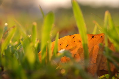 Dry leaf hiding between blades of grass