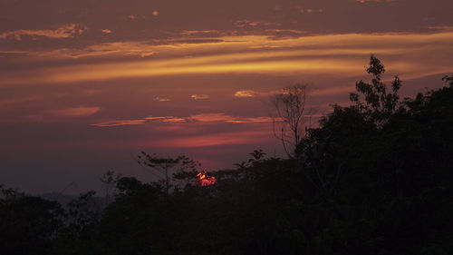 Silhouette trees in forest against orange sky