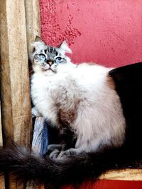 Portrait of kitten sitting on wood