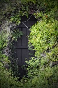 Plants and trees in front of building