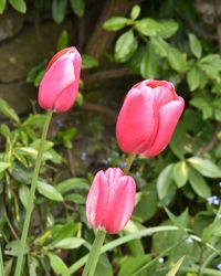 Close-up of pink crocus blooming outdoors