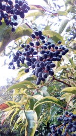 Low angle view of cactus growing on tree