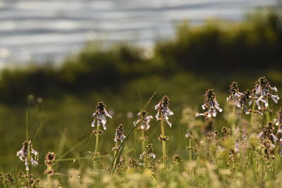 Close-up of purple flowering plants on field