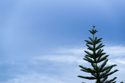 Lonely palm trees on the background of the sky