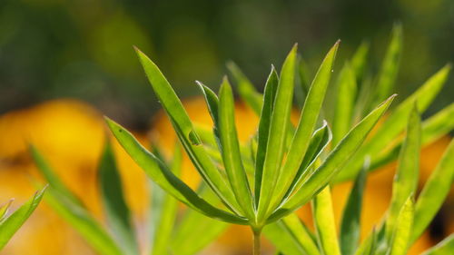 Close-up of plant growing on field