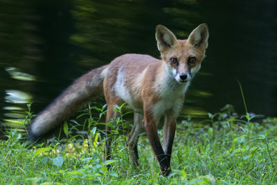 Portrait of fox on grass